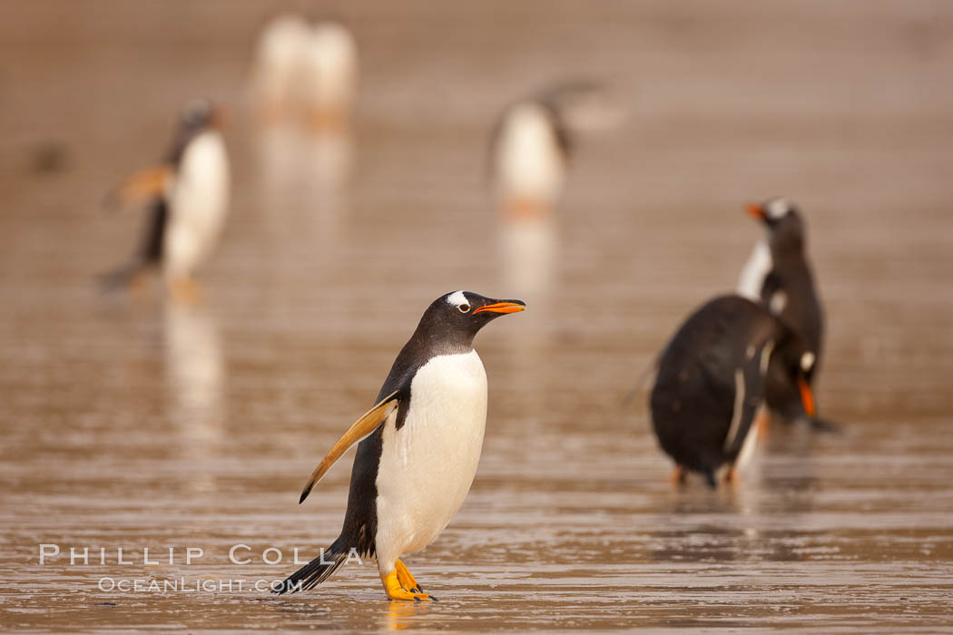 Gentoo penguin coming ashore, after foraging at sea, walking through ocean water as it wades onto a sand beach.  Adult gentoo penguins grow to be 30" and 19lb in size.  They feed on fish and crustaceans.  Gentoo penguins reside in colonies well inland from the ocean, often formed of a circular collection of stones gathered by the penguins. New Island, Falkland Islands, United Kingdom, Pygoscelis papua, natural history stock photograph, photo id 23840