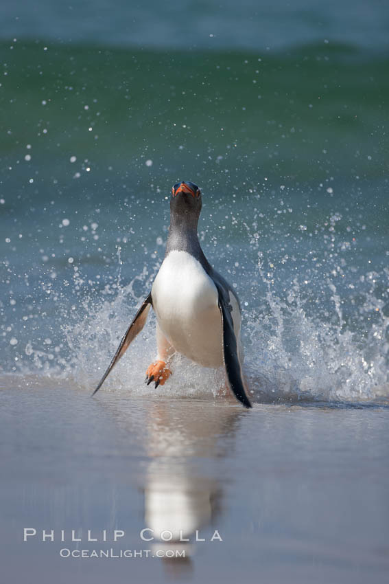 Gentoo penguin coming ashore, after foraging at sea, walking through ocean water as it wades onto a sand beach.  Adult gentoo penguins grow to be 30" and 19lb in size.  They feed on fish and crustaceans.  Gentoo penguins reside in colonies well inland from the ocean, often formed of a circular collection of stones gathered by the penguins. New Island, Falkland Islands, United Kingdom, Pygoscelis papua, natural history stock photograph, photo id 23872