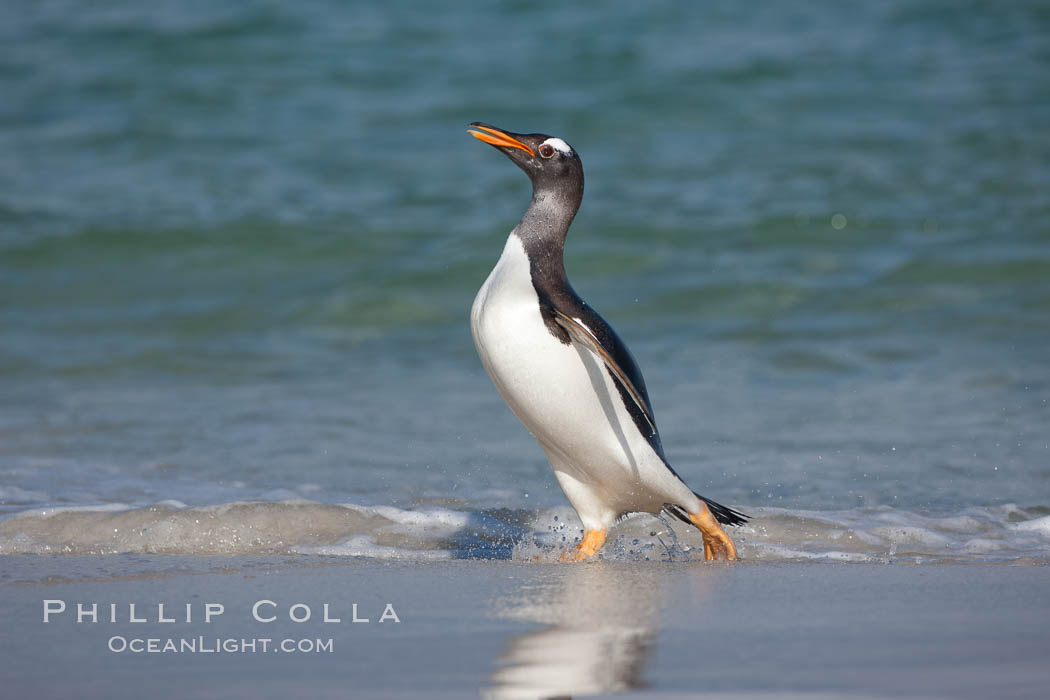 Gentoo penguin coming ashore, after foraging at sea, walking through ocean water as it wades onto a sand beach.  Adult gentoo penguins grow to be 30" and 19lb in size.  They feed on fish and crustaceans.  Gentoo penguins reside in colonies well inland from the ocean, often formed of a circular collection of stones gathered by the penguins. New Island, Falkland Islands, United Kingdom, Pygoscelis papua, natural history stock photograph, photo id 23876