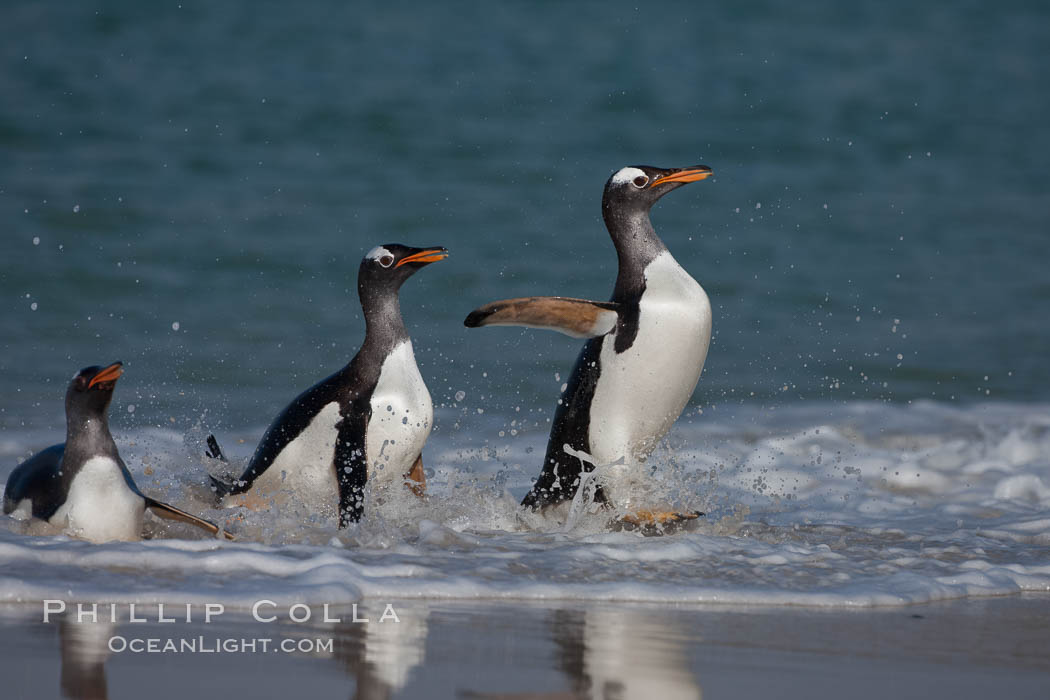 Gentoo penguin coming ashore, after foraging at sea, walking through ocean water as it wades onto a sand beach.  Adult gentoo penguins grow to be 30" and 19lb in size.  They feed on fish and crustaceans.  Gentoo penguins reside in colonies well inland from the ocean, often formed of a circular collection of stones gathered by the penguins. New Island, Falkland Islands, United Kingdom, Pygoscelis papua, natural history stock photograph, photo id 23835