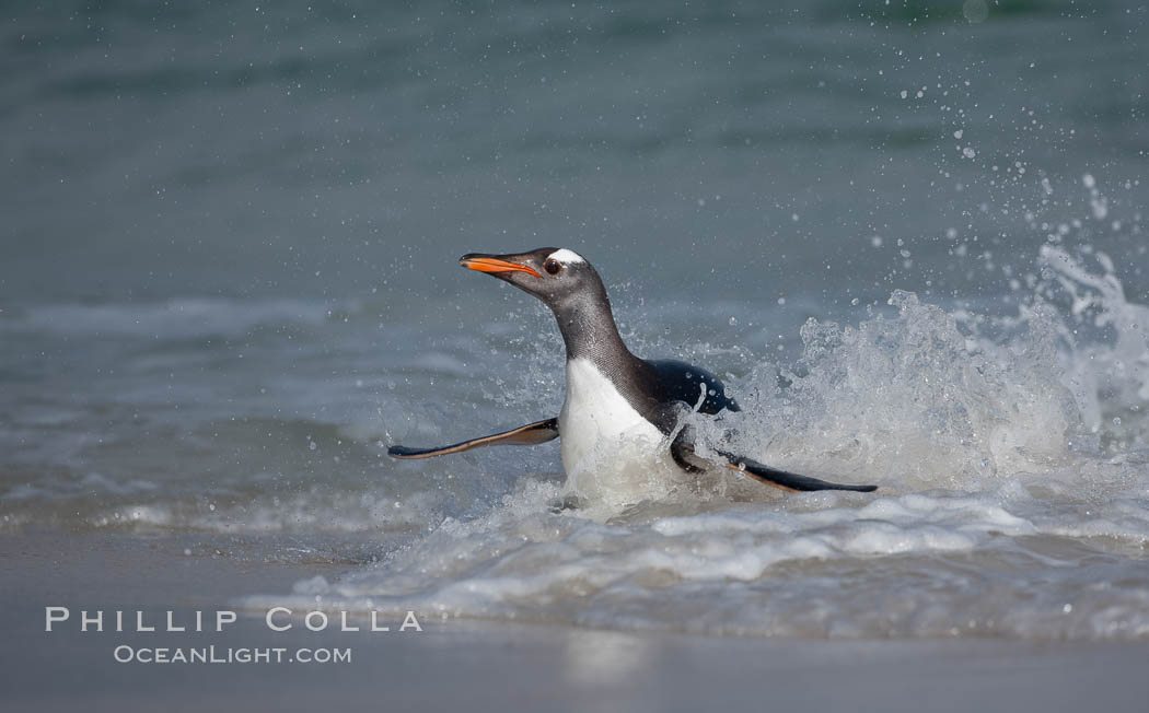 Gentoo penguin coming ashore, after foraging at sea, walking through ocean water as it wades onto a sand beach.  Adult gentoo penguins grow to be 30" and 19lb in size.  They feed on fish and crustaceans.  Gentoo penguins reside in colonies well inland from the ocean, often formed of a circular collection of stones gathered by the penguins. New Island, Falkland Islands, United Kingdom, Pygoscelis papua, natural history stock photograph, photo id 23839