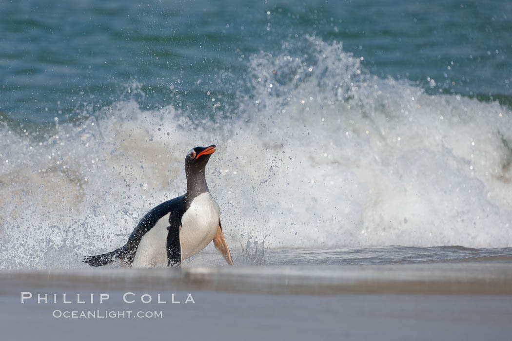 Gentoo penguin coming ashore, after foraging at sea, walking through ocean water as it wades onto a sand beach.  Adult gentoo penguins grow to be 30" and 19lb in size.  They feed on fish and crustaceans.  Gentoo penguins reside in colonies well inland from the ocean, often formed of a circular collection of stones gathered by the penguins. New Island, Falkland Islands, United Kingdom, Pygoscelis papua, natural history stock photograph, photo id 23867