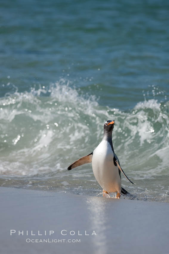 Gentoo penguin coming ashore, after foraging at sea, walking through ocean water as it wades onto a sand beach.  Adult gentoo penguins grow to be 30" and 19lb in size.  They feed on fish and crustaceans.  Gentoo penguins reside in colonies well inland from the ocean, often formed of a circular collection of stones gathered by the penguins. New Island, Falkland Islands, United Kingdom, Pygoscelis papua, natural history stock photograph, photo id 23871