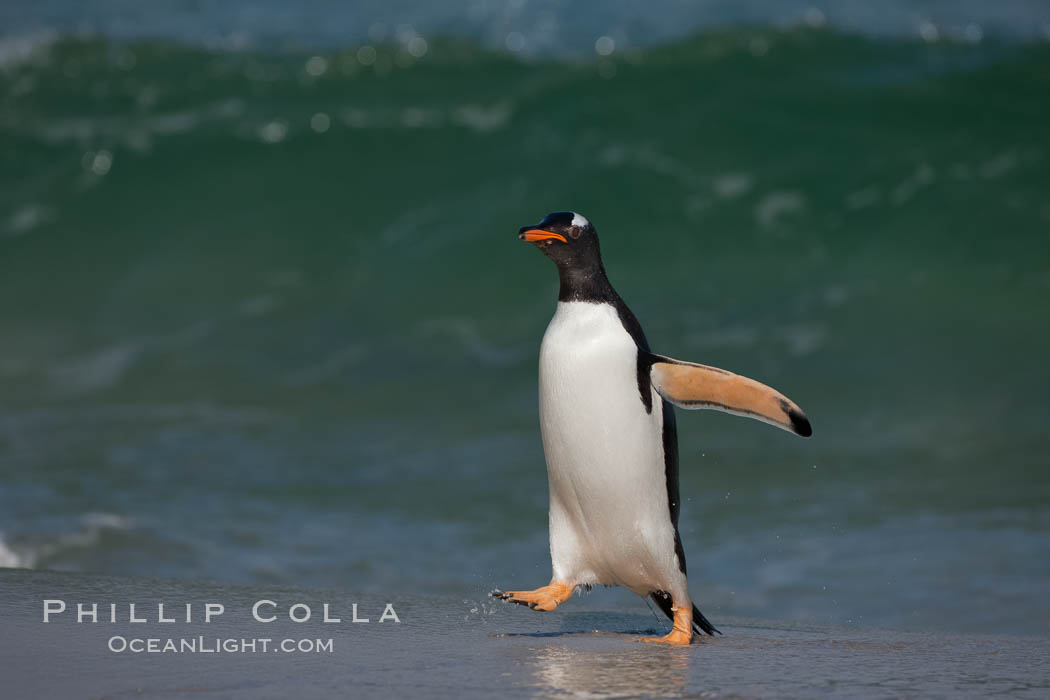 Gentoo penguin coming ashore, after foraging at sea, walking through ocean water as it wades onto a sand beach.  Adult gentoo penguins grow to be 30" and 19lb in size.  They feed on fish and crustaceans.  Gentoo penguins reside in colonies well inland from the ocean, often formed of a circular collection of stones gathered by the penguins. New Island, Falkland Islands, United Kingdom, Pygoscelis papua, natural history stock photograph, photo id 23829