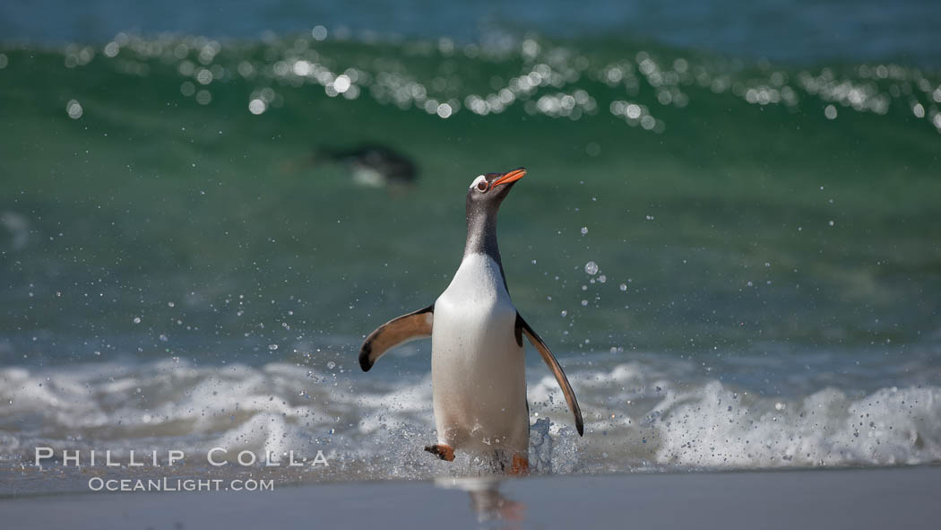 Gentoo penguin coming ashore, after foraging at sea, walking through ocean water as it wades onto a sand beach.  Adult gentoo penguins grow to be 30" and 19lb in size.  They feed on fish and crustaceans.  Gentoo penguins reside in colonies well inland from the ocean, often formed of a circular collection of stones gathered by the penguins. New Island, Falkland Islands, United Kingdom, Pygoscelis papua, natural history stock photograph, photo id 23837