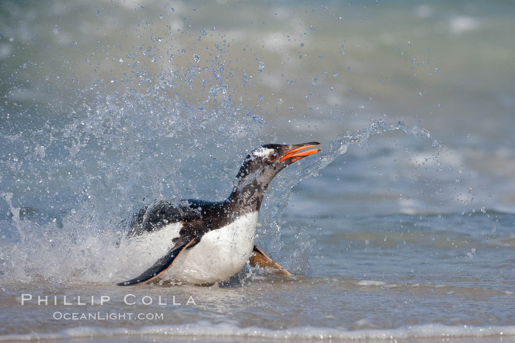 Gentoo penguin coming ashore, after foraging at sea, walking through ocean water as it wades onto a sand beach.  Adult gentoo penguins grow to be 30" and 19lb in size.  They feed on fish and crustaceans.  Gentoo penguins reside in colonies well inland from the ocean, often formed of a circular collection of stones gathered by the penguins. New Island, Falkland Islands, United Kingdom, Pygoscelis papua, natural history stock photograph, photo id 23865