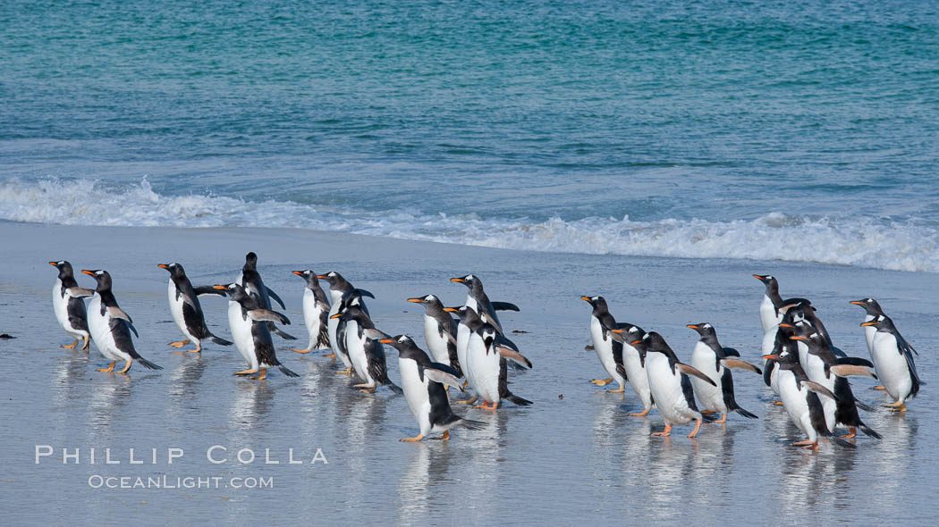 Gentoo penguin coming ashore, after foraging at sea, walking through ocean water as it wades onto a sand beach.  Adult gentoo penguins grow to be 30" and 19lb in size.  They feed on fish and crustaceans.  Gentoo penguins reside in colonies well inland from the ocean, often formed of a circular collection of stones gathered by the penguins. New Island, Falkland Islands, United Kingdom, Pygoscelis papua, natural history stock photograph, photo id 23869