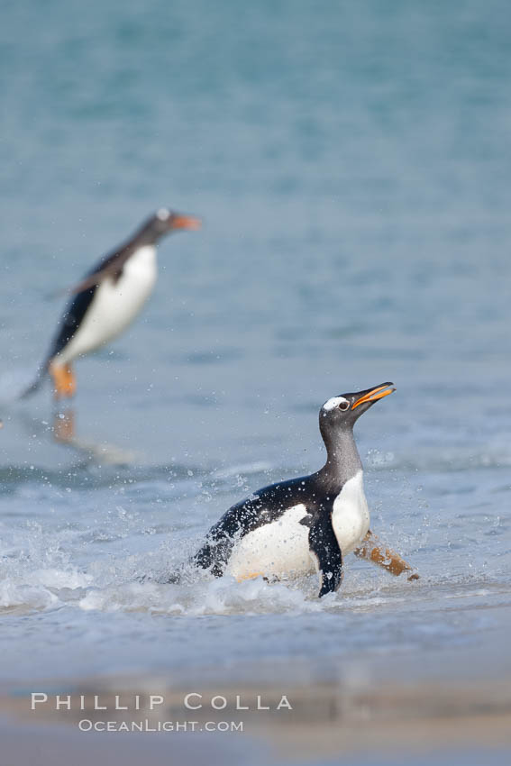 Gentoo penguin coming ashore, after foraging at sea, walking through ocean water as it wades onto a sand beach.  Adult gentoo penguins grow to be 30" and 19lb in size.  They feed on fish and crustaceans.  Gentoo penguins reside in colonies well inland from the ocean, often formed of a circular collection of stones gathered by the penguins. New Island, Falkland Islands, United Kingdom, Pygoscelis papua, natural history stock photograph, photo id 23873