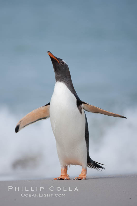 Gentoo penguin coming ashore, after foraging at sea, walking through ocean water as it wades onto a sand beach.  Adult gentoo penguins grow to be 30" and 19lb in size.  They feed on fish and crustaceans.  Gentoo penguins reside in colonies well inland from the ocean, often formed of a circular collection of stones gathered by the penguins. New Island, Falkland Islands, United Kingdom, Pygoscelis papua, natural history stock photograph, photo id 23902