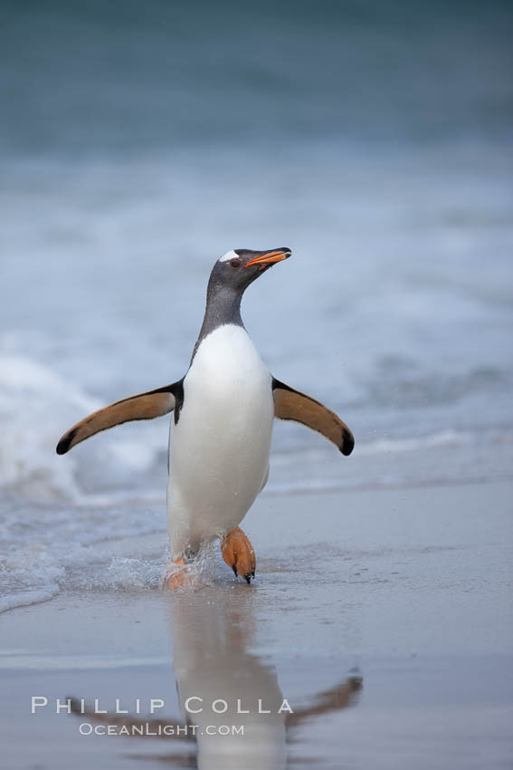 Gentoo penguin coming ashore, after foraging at sea, walking through ocean water as it wades onto a sand beach.  Adult gentoo penguins grow to be 30" and 19lb in size.  They feed on fish and crustaceans.  Gentoo penguins reside in colonies well inland from the ocean, often formed of a circular collection of stones gathered by the penguins. New Island, Falkland Islands, United Kingdom, Pygoscelis papua, natural history stock photograph, photo id 23906