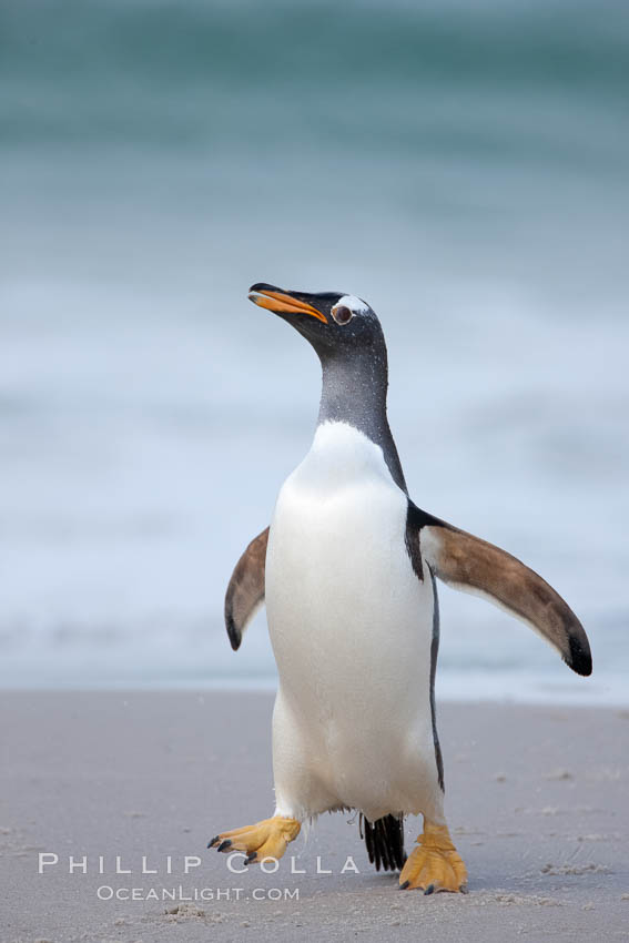 Gentoo penguin coming ashore, after foraging at sea, walking through ocean water as it wades onto a sand beach.  Adult gentoo penguins grow to be 30" and 19lb in size.  They feed on fish and crustaceans.  Gentoo penguins reside in colonies well inland from the ocean, often formed of a circular collection of stones gathered by the penguins. New Island, Falkland Islands, United Kingdom, Pygoscelis papua, natural history stock photograph, photo id 23910