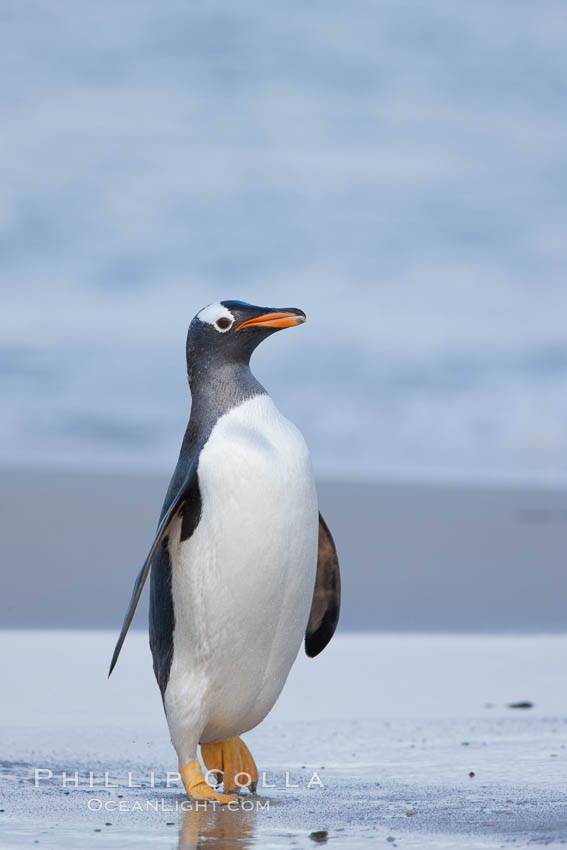 Gentoo penguin coming ashore, after foraging at sea, walking through ocean water as it wades onto a sand beach.  Adult gentoo penguins grow to be 30" and 19lb in size.  They feed on fish and crustaceans.  Gentoo penguins reside in colonies well inland from the ocean, often formed of a circular collection of stones gathered by the penguins. New Island, Falkland Islands, United Kingdom, Pygoscelis papua, natural history stock photograph, photo id 23918