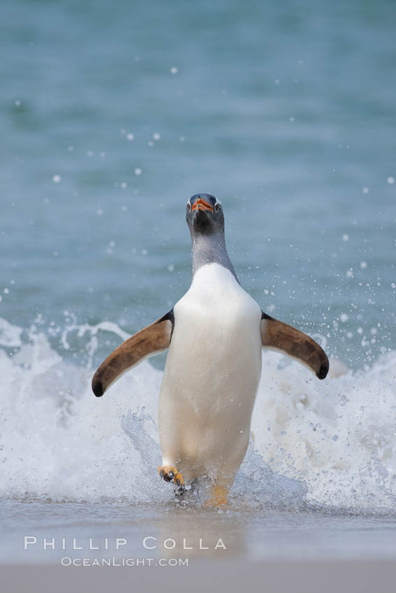 Gentoo penguin coming ashore, after foraging at sea, walking through ocean water as it wades onto a sand beach.  Adult gentoo penguins grow to be 30" and 19lb in size.  They feed on fish and crustaceans.  Gentoo penguins reside in colonies well inland from the ocean, often formed of a circular collection of stones gathered by the penguins. New Island, Falkland Islands, United Kingdom, Pygoscelis papua, natural history stock photograph, photo id 23900