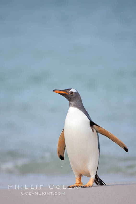 Gentoo penguin coming ashore, after foraging at sea, walking through ocean water as it wades onto a sand beach.  Adult gentoo penguins grow to be 30" and 19lb in size.  They feed on fish and crustaceans.  Gentoo penguins reside in colonies well inland from the ocean, often formed of a circular collection of stones gathered by the penguins. New Island, Falkland Islands, United Kingdom, Pygoscelis papua, natural history stock photograph, photo id 23904