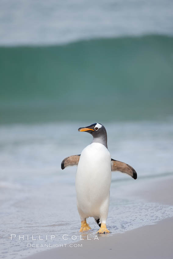 Gentoo penguin coming ashore, after foraging at sea, walking through ocean water as it wades onto a sand beach.  Adult gentoo penguins grow to be 30" and 19lb in size.  They feed on fish and crustaceans.  Gentoo penguins reside in colonies well inland from the ocean, often formed of a circular collection of stones gathered by the penguins. New Island, Falkland Islands, United Kingdom, Pygoscelis papua, natural history stock photograph, photo id 23908