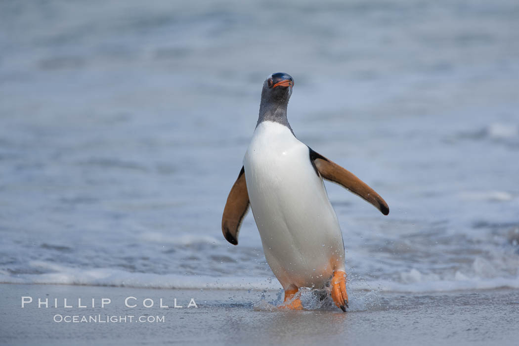 Gentoo penguin coming ashore, after foraging at sea, walking through ocean water as it wades onto a sand beach.  Adult gentoo penguins grow to be 30" and 19lb in size.  They feed on fish and crustaceans.  Gentoo penguins reside in colonies well inland from the ocean, often formed of a circular collection of stones gathered by the penguins. New Island, Falkland Islands, United Kingdom, Pygoscelis papua, natural history stock photograph, photo id 23916