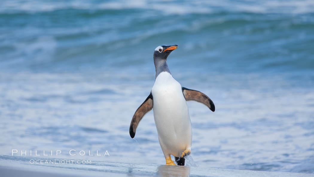 Gentoo penguin coming ashore, after foraging at sea, walking through ocean water as it wades onto a sand beach.  Adult gentoo penguins grow to be 30" and 19lb in size.  They feed on fish and crustaceans.  Gentoo penguins reside in colonies well inland from the ocean, often formed of a circular collection of stones gathered by the penguins. New Island, Falkland Islands, United Kingdom, Pygoscelis papua, natural history stock photograph, photo id 23920