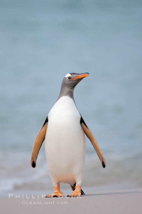 Gentoo penguin coming ashore, after foraging at sea, walking through ocean water as it wades onto a sand beach.  Adult gentoo penguins grow to be 30" and 19lb in size.  They feed on fish and crustaceans.  Gentoo penguins reside in colonies well inland from the ocean, often formed of a circular collection of stones gathered by the penguins. New Island, Falkland Islands, United Kingdom, Pygoscelis papua, natural history stock photograph, photo id 23903