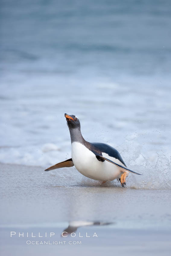 Gentoo penguin coming ashore, after foraging at sea, walking through ocean water as it wades onto a sand beach.  Adult gentoo penguins grow to be 30" and 19lb in size.  They feed on fish and crustaceans.  Gentoo penguins reside in colonies well inland from the ocean, often formed of a circular collection of stones gathered by the penguins. New Island, Falkland Islands, United Kingdom, Pygoscelis papua, natural history stock photograph, photo id 23907