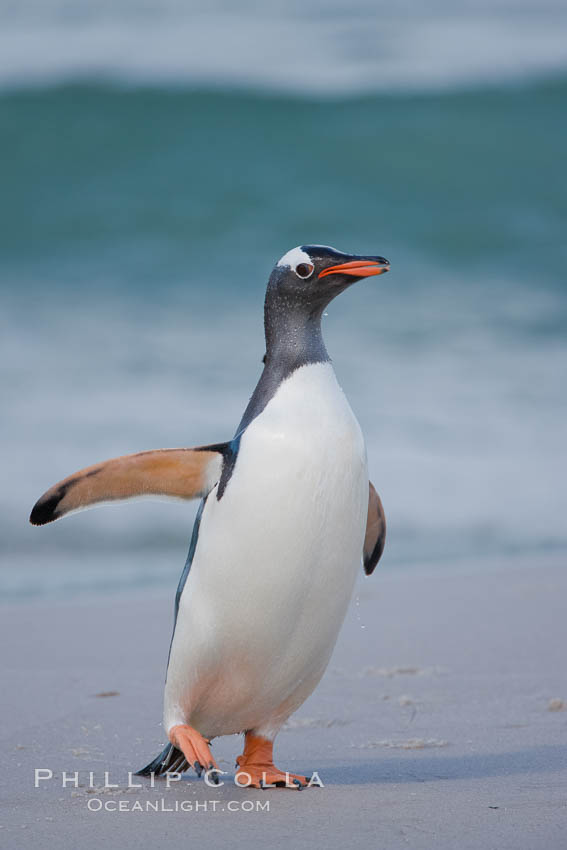 Gentoo penguin coming ashore, after foraging at sea, walking through ocean water as it wades onto a sand beach.  Adult gentoo penguins grow to be 30" and 19lb in size.  They feed on fish and crustaceans.  Gentoo penguins reside in colonies well inland from the ocean, often formed of a circular collection of stones gathered by the penguins. New Island, Falkland Islands, United Kingdom, Pygoscelis papua, natural history stock photograph, photo id 23915