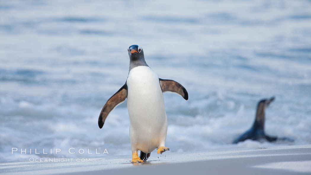 Gentoo penguin coming ashore, after foraging at sea, walking through ocean water as it wades onto a sand beach.  Adult gentoo penguins grow to be 30" and 19lb in size.  They feed on fish and crustaceans.  Gentoo penguins reside in colonies well inland from the ocean, often formed of a circular collection of stones gathered by the penguins. New Island, Falkland Islands, United Kingdom, Pygoscelis papua, natural history stock photograph, photo id 23919