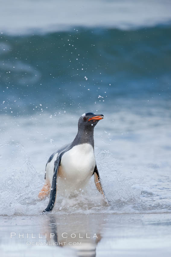 Gentoo penguin coming ashore, after foraging at sea, walking through ocean water as it wades onto a sand beach.  Adult gentoo penguins grow to be 30" and 19lb in size.  They feed on fish and crustaceans.  Gentoo penguins reside in colonies well inland from the ocean, often formed of a circular collection of stones gathered by the penguins. New Island, Falkland Islands, United Kingdom, Pygoscelis papua, natural history stock photograph, photo id 23913