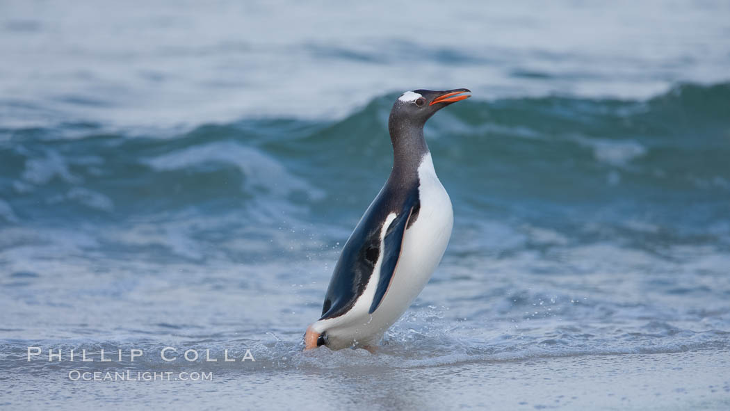 Gentoo penguin coming ashore, after foraging at sea, walking through ocean water as it wades onto a sand beach.  Adult gentoo penguins grow to be 30" and 19lb in size.  They feed on fish and crustaceans.  Gentoo penguins reside in colonies well inland from the ocean, often formed of a circular collection of stones gathered by the penguins. New Island, Falkland Islands, United Kingdom, Pygoscelis papua, natural history stock photograph, photo id 23917