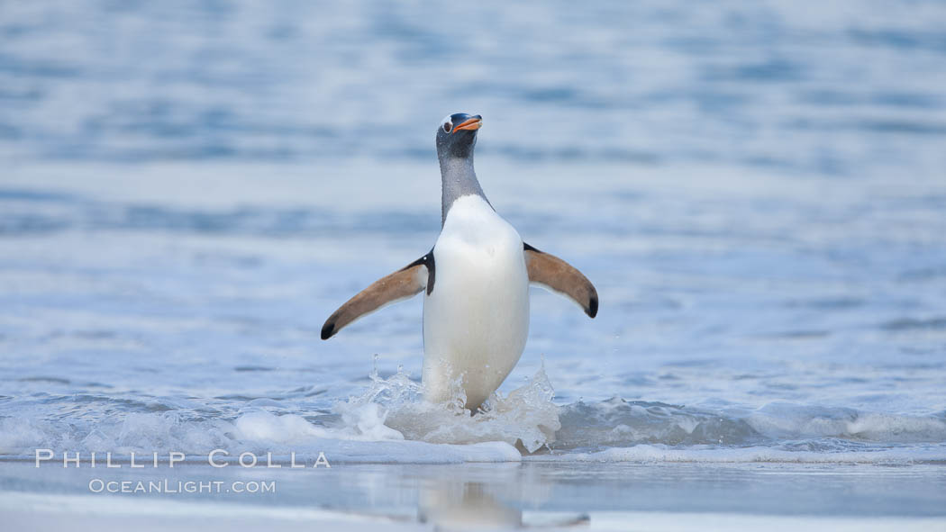 Gentoo penguin coming ashore, after foraging at sea, walking through ocean water as it wades onto a sand beach.  Adult gentoo penguins grow to be 30" and 19lb in size.  They feed on fish and crustaceans.  Gentoo penguins reside in colonies well inland from the ocean, often formed of a circular collection of stones gathered by the penguins. New Island, Falkland Islands, United Kingdom, Pygoscelis papua, natural history stock photograph, photo id 23921