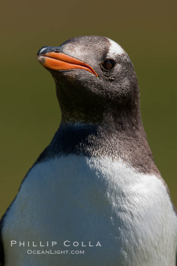 Gentoo penguin, portrait showing the distinctive orange bill and bonnet-shaped striped across its head. Carcass Island, Falkland Islands, United Kingdom, Pygoscelis papua, natural history stock photograph, photo id 24002