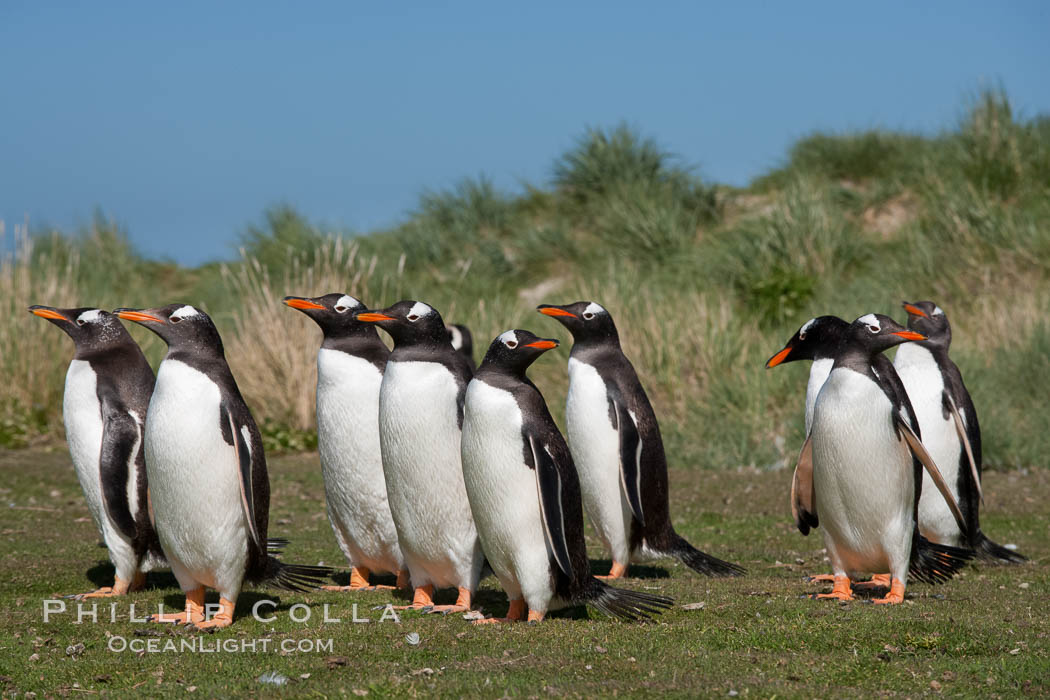 Gentoo penguins, walking over short grass to their colony on Carcass Island. Falkland Islands, United Kingdom, Pygoscelis papua, natural history stock photograph, photo id 24046