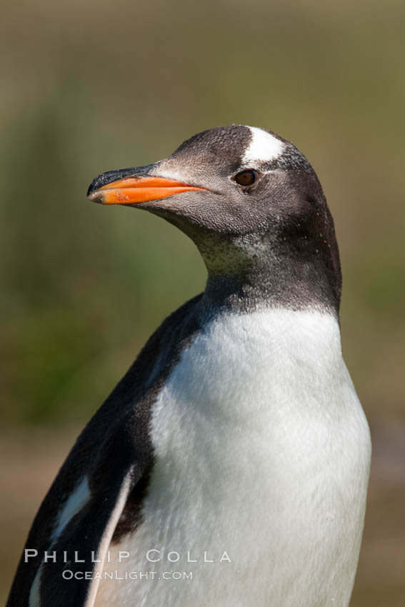 Gentoo penguin, portrait showing the distinctive orange bill and bonnet-shaped striped across its head. Carcass Island, Falkland Islands, United Kingdom, Pygoscelis papua, natural history stock photograph, photo id 24050