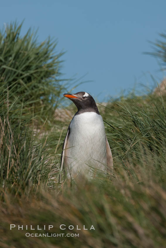 Magellanic penguin walks through tussock grass.  After foraging in the ocean for food, the penguin make its way to the interior of the island to rest at its colony. Carcass Island, Falkland Islands, United Kingdom, Pygoscelis papua, natural history stock photograph, photo id 24004