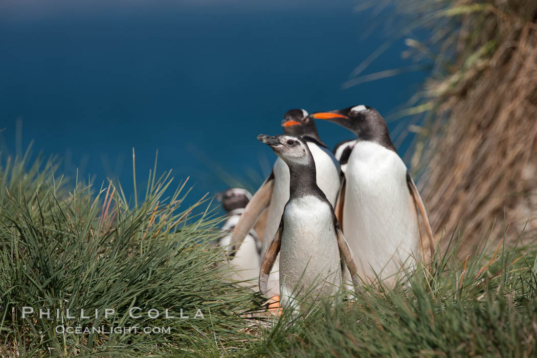 Mixed group of Magellanic and gentoo penguins, walk from the ocean through tall tussock grass to the interior of Carcass Island. Falkland Islands, United Kingdom, Pygoscelis papua, Spheniscus magellanicus, natural history stock photograph, photo id 24044