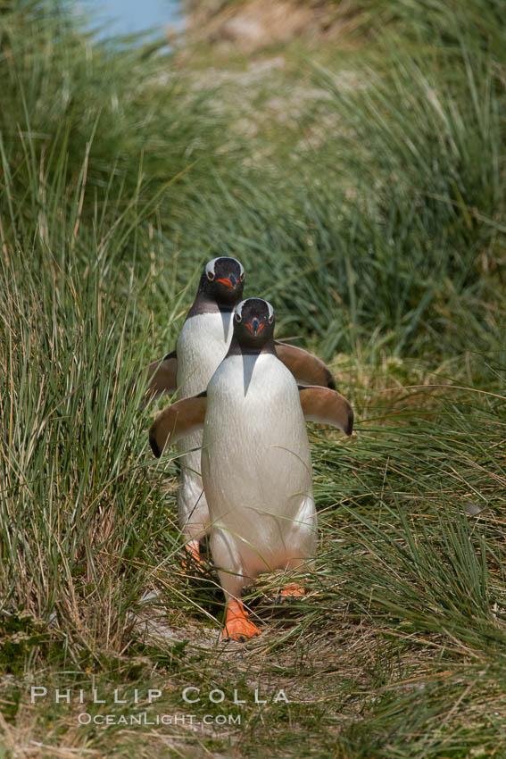 Magellanic penguins walk through tussock grass.  After foraging in the ocean for food, the penguins make their way to the interior of the island to rest at their colony. Carcass Island, Falkland Islands, United Kingdom, Pygoscelis papua, natural history stock photograph, photo id 24048