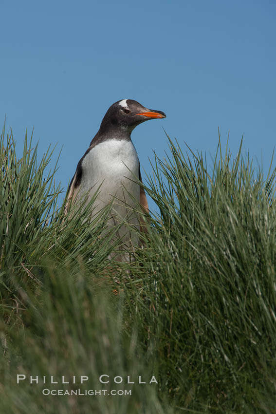 Gentoo penguin, atop of hill of tall tussock grass. Carcass Island, Falkland Islands, United Kingdom, Pygoscelis papua, natural history stock photograph, photo id 24052