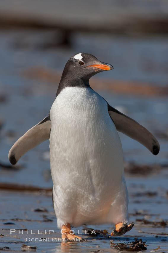 Gentoo penguin.  Gentoo penguins reach 36" in height and weigh up to 20 lbs.  They are the fastest swimming species of penguing, feeding in marine crustaceans and fishes. Carcass Island, Falkland Islands, United Kingdom, Pygoscelis papua, natural history stock photograph, photo id 24039