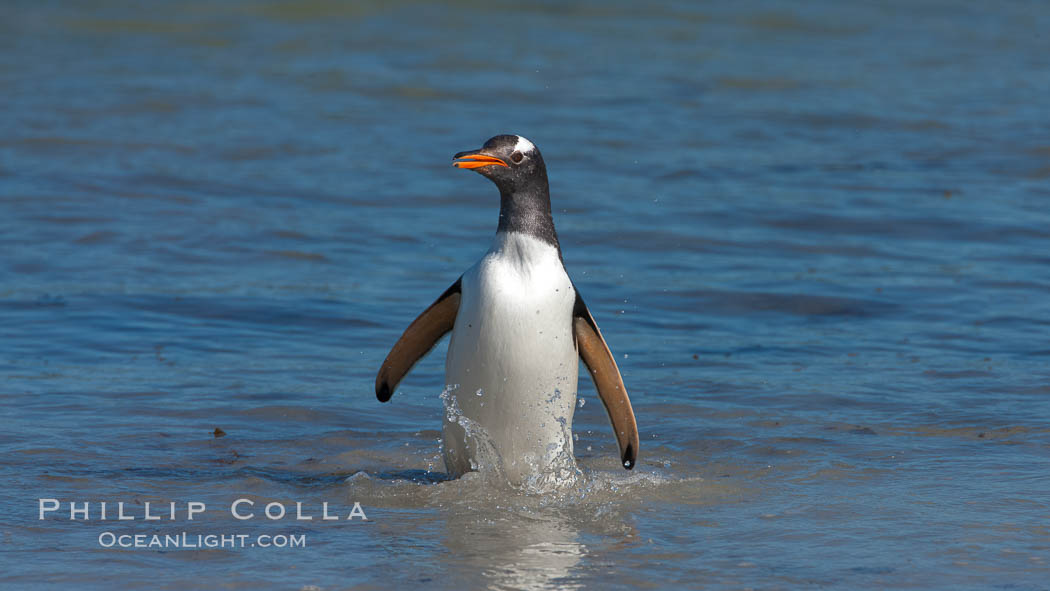 Gentoo penguin, returning from the sea after foraging for crustaceans, krill and fish. Carcass Island, Falkland Islands, United Kingdom, Pygoscelis papua, natural history stock photograph, photo id 24043