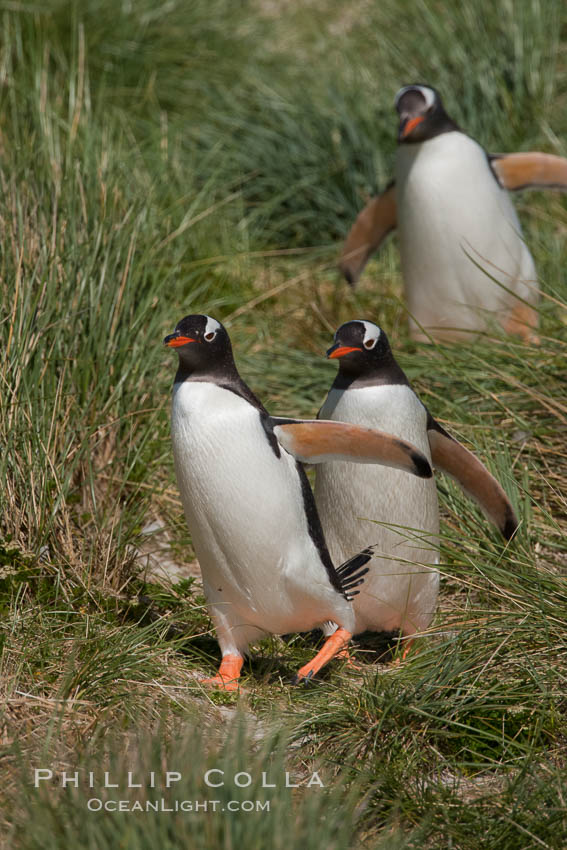 Magellanic penguins walk through tussock grass.  After foraging in the ocean for food, the penguins make their way to the interior of the island to rest at their colony. Carcass Island, Falkland Islands, United Kingdom, Pygoscelis papua, natural history stock photograph, photo id 24047