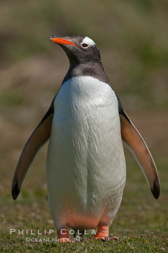 Gentoo penguin.  Gentoo penguins reach 36" in height and weigh up to 20 lbs.  They are the fastest swimming species of penguing, feeding in marine crustaceans and fishes. Carcass Island, Falkland Islands, United Kingdom, Pygoscelis papua, natural history stock photograph, photo id 24051