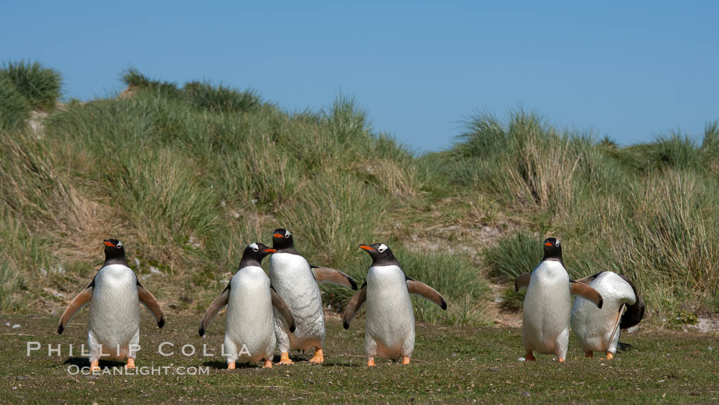 Gentoo penguins, walking over short grass to their colony on Carcass Island. Falkland Islands, United Kingdom, Pygoscelis papua, natural history stock photograph, photo id 24001