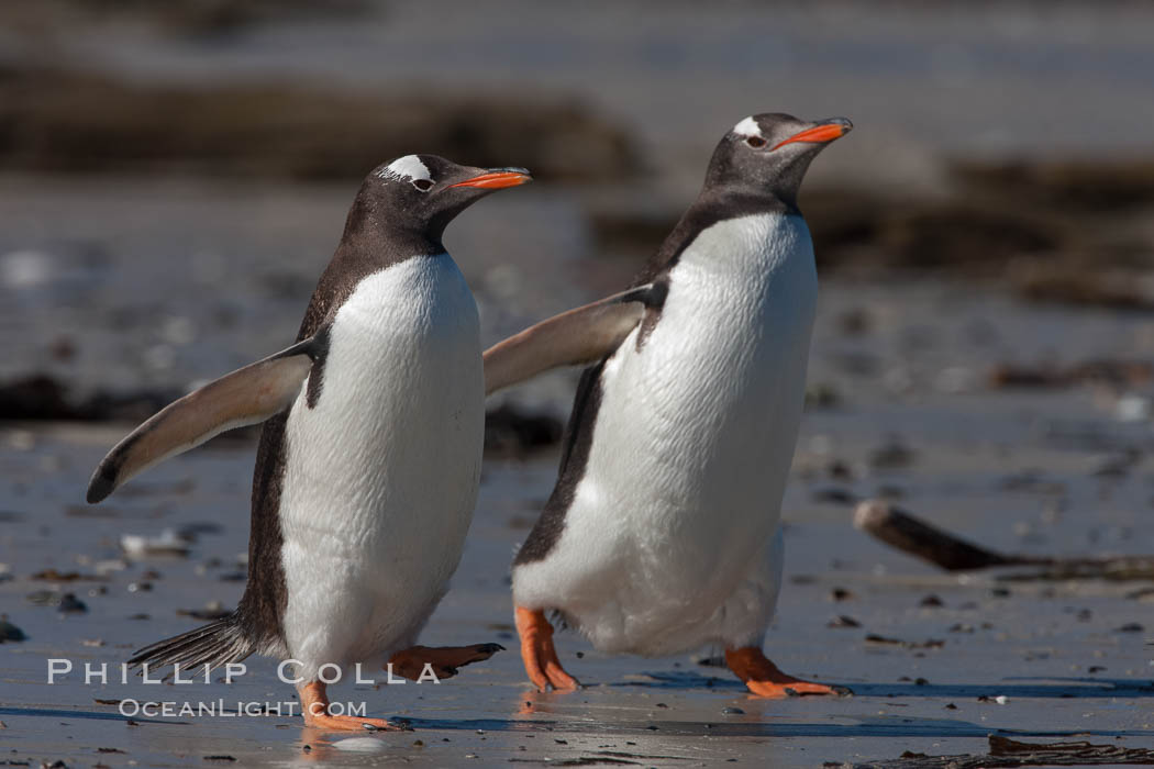 Gentoo penguins, Carcass Island. Falkland Islands, United Kingdom, Pygoscelis papua, natural history stock photograph, photo id 24041