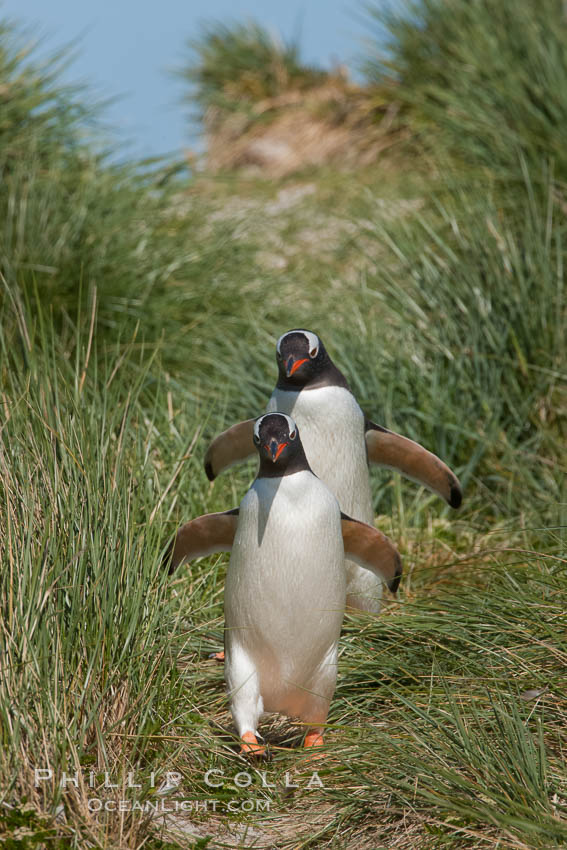 Magellanic penguins walk through tussock grass.  After foraging in the ocean for food, the penguins make their way to the interior of the island to rest at their colony. Carcass Island, Falkland Islands, United Kingdom, Pygoscelis papua, natural history stock photograph, photo id 24049