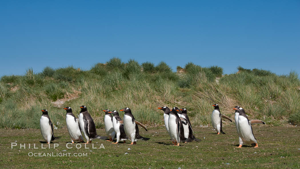 Gentoo penguins, walking over short grass to their colony on Carcass Island. Falkland Islands, United Kingdom, Pygoscelis papua, natural history stock photograph, photo id 23982