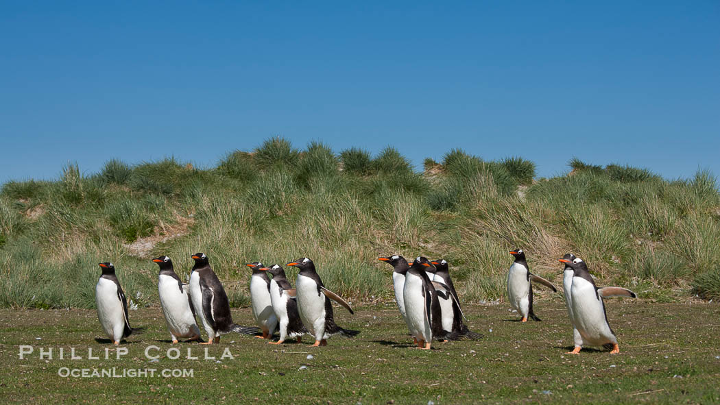 Gentoo penguins, walking over short grass to their colony on Carcass Island., Pygoscelis papua, natural history stock photograph, photo id 23982