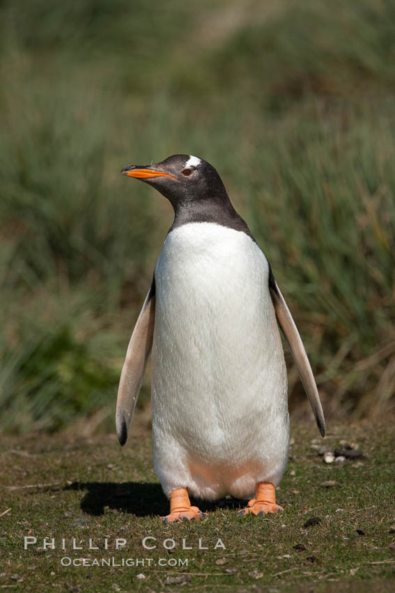 Gentoo penguin, walking over short grass to their colony on Carcass Island. Falkland Islands, United Kingdom, Pygoscelis papua, natural history stock photograph, photo id 23998