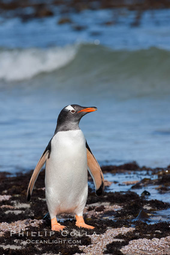 Gentoo penguin, returning from the sea after foraging for crustaceans, krill and fish. Carcass Island, Falkland Islands, United Kingdom, Pygoscelis papua, natural history stock photograph, photo id 23968