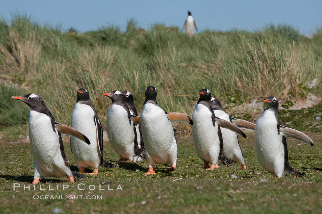 Gentoo penguins, walking over short grass to their colony on Carcass Island. Falkland Islands, United Kingdom, Pygoscelis papua, natural history stock photograph, photo id 23971