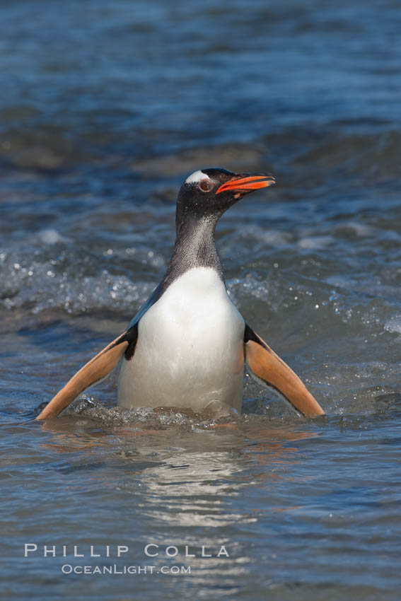 Gentoo penguin, returning from the sea after foraging for crustaceans, krill and fish. Carcass Island, Falkland Islands, United Kingdom, Pygoscelis papua, natural history stock photograph, photo id 23991