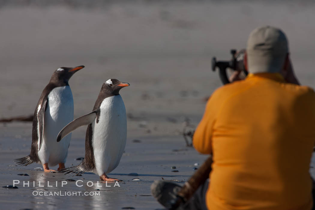 Gentoo penguins, Carcass Island., Pygoscelis papua, natural history stock photograph, photo id 23995