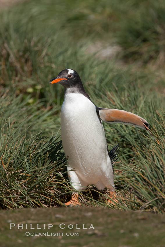 Magellanic penguin walks through tussock grass.  After foraging in the ocean for food, the penguin make its way to the interior of the island to rest at its colony. Carcass Island, Falkland Islands, United Kingdom, Pygoscelis papua, natural history stock photograph, photo id 23999